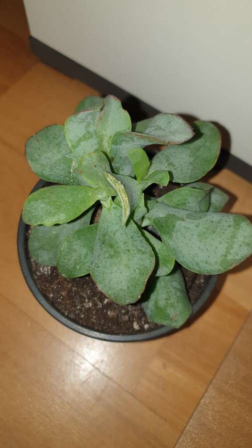 Crassula, Arborescens lub Crassula undulatifolia blue hale  4