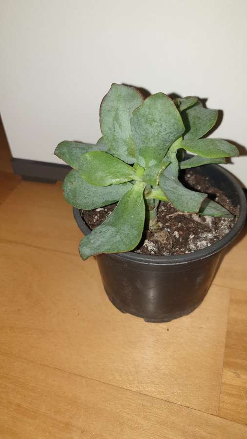 Crassula, Arborescens lub Crassula undulatifolia blue hale  3