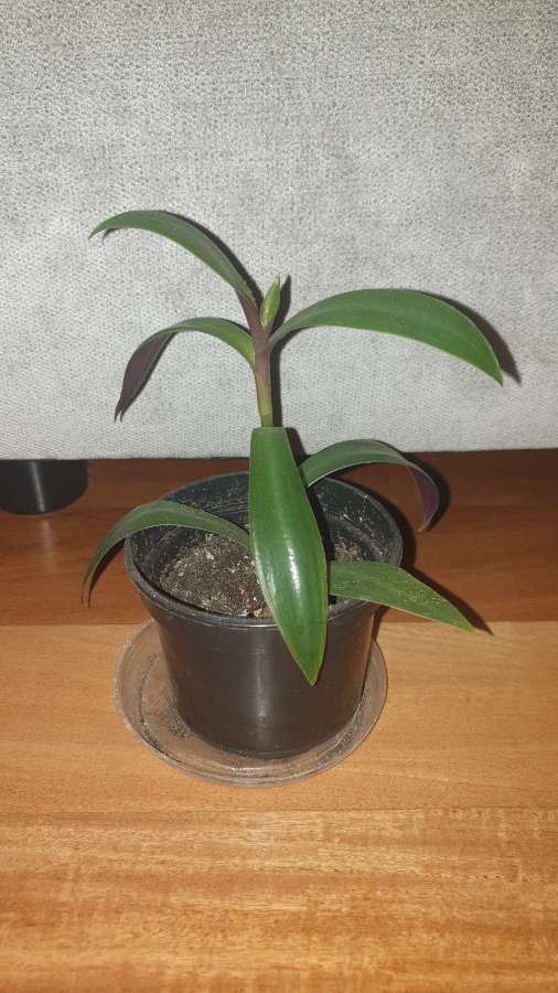 Reo meksykańskie,  do domu i na balkon 2