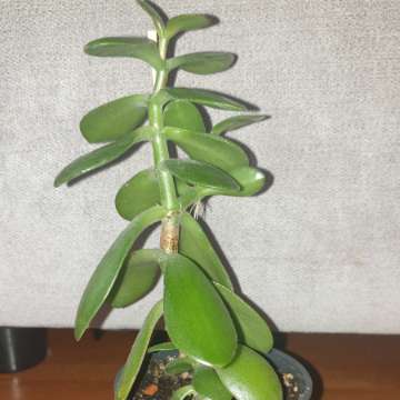Crassula, drzewko szczęścia, 22cm