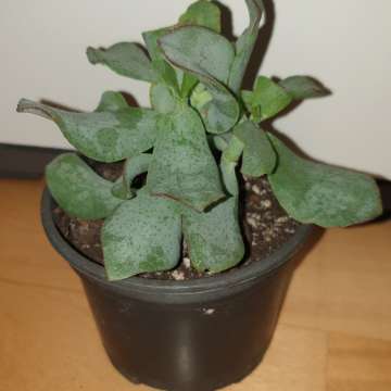 Crassula, Arborescens lub Crassula undulatifolia blue hale 