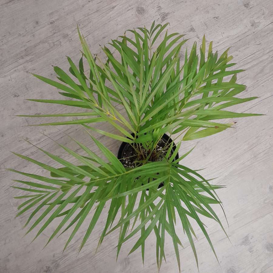 Palma areka, Areca 4