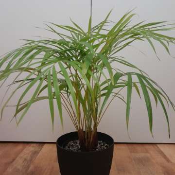 Palma areka, Areca