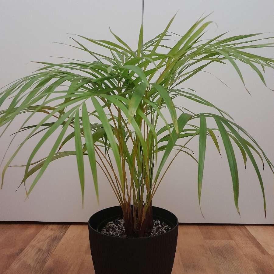Palma areka, Areca