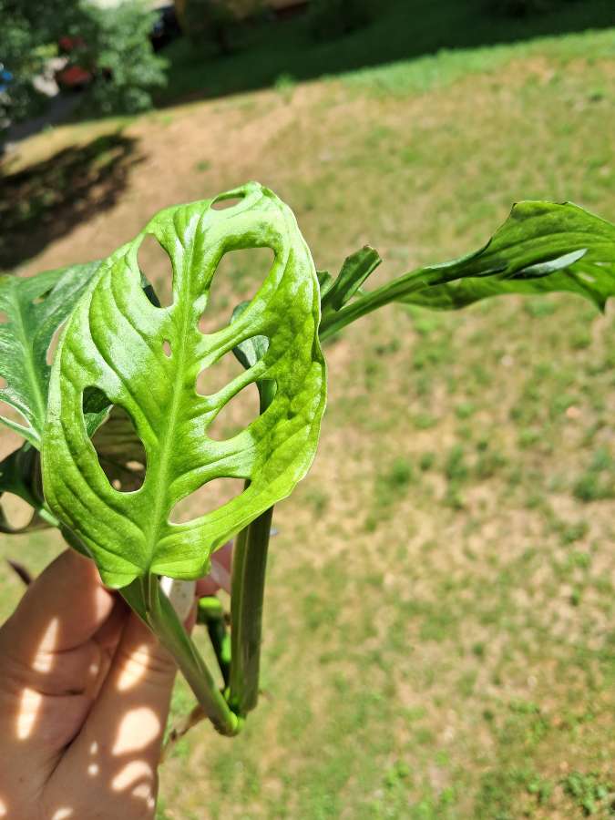 Monstera adansonii mint eu 5