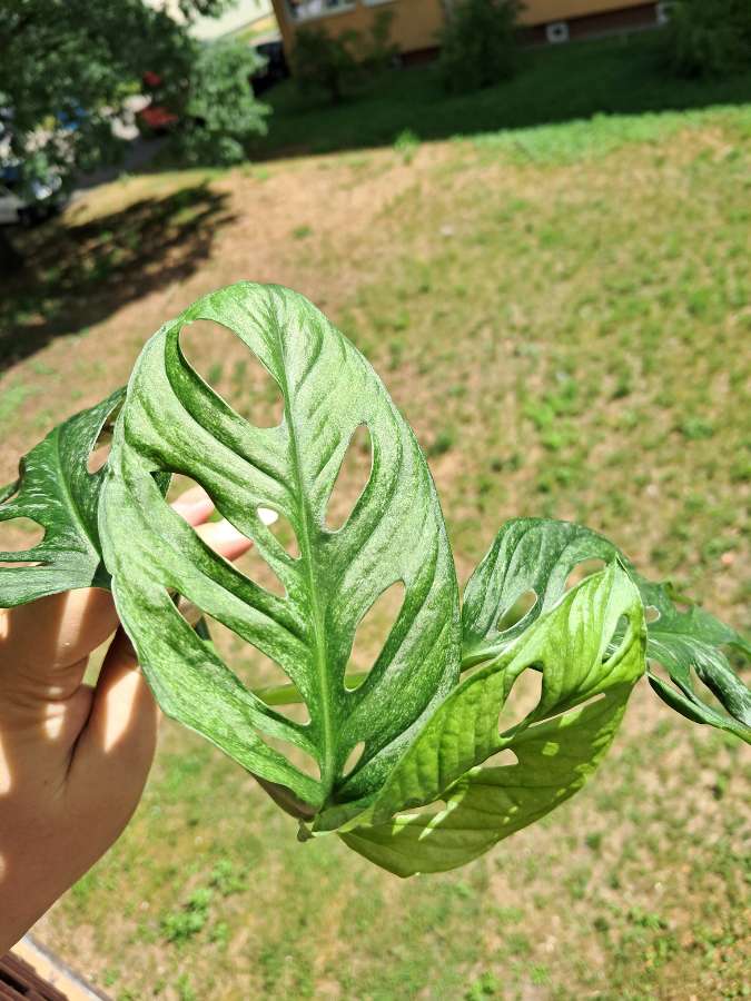 Monstera adansonii mint eu 4