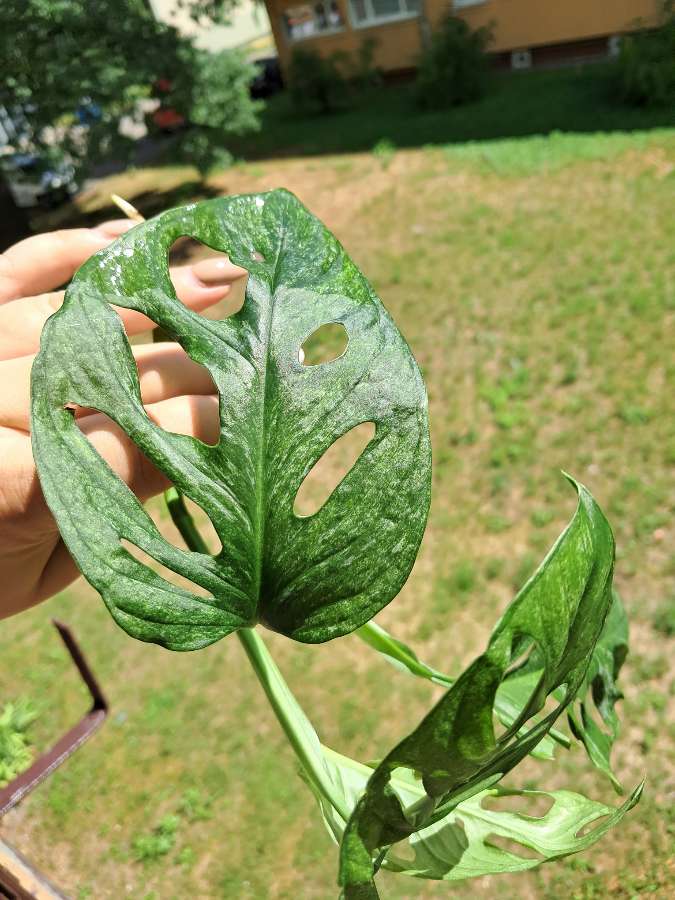 Monstera adansonii mint eu 3