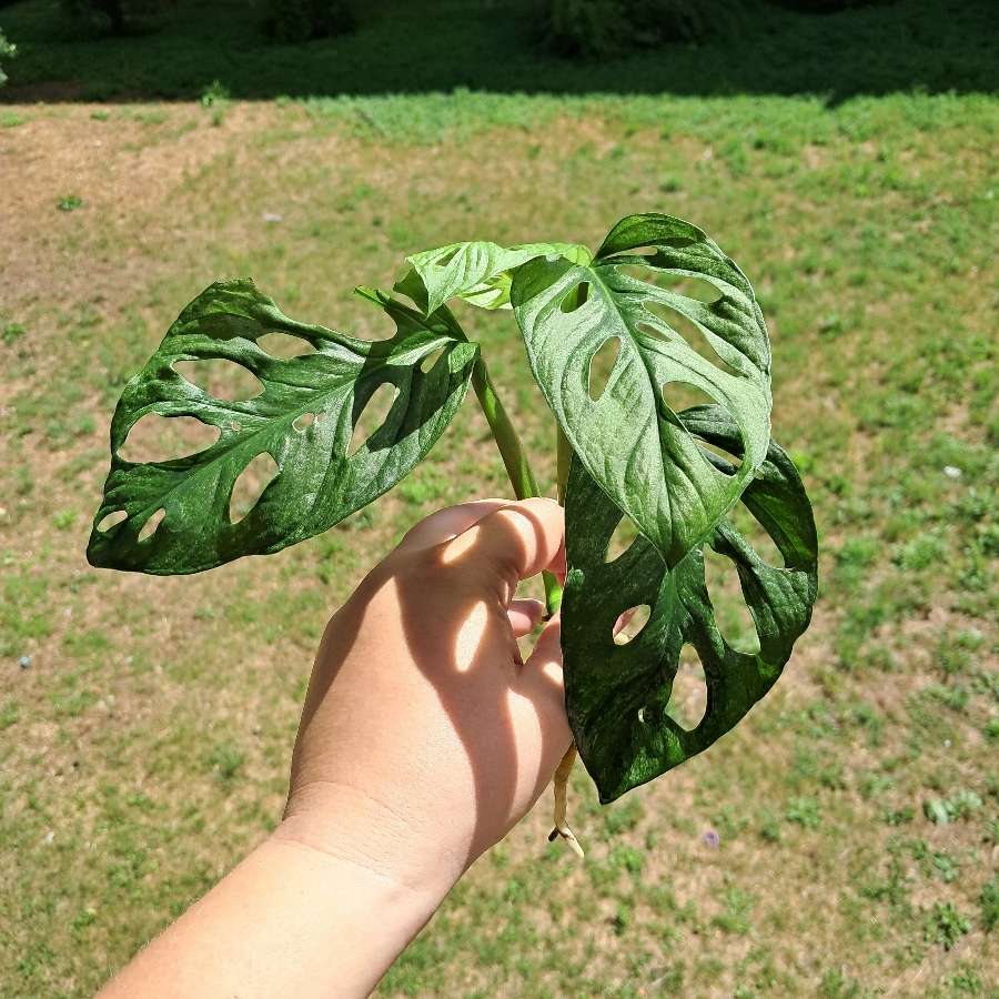 Monstera adansonii mint eu