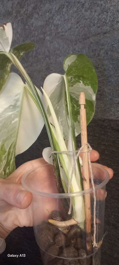 Monstera Variegata 2