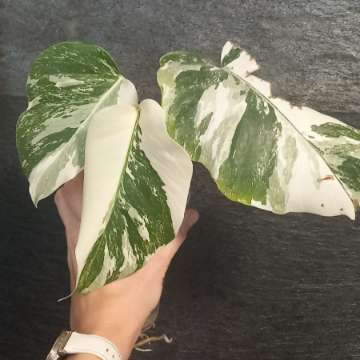 Monstera Variegata