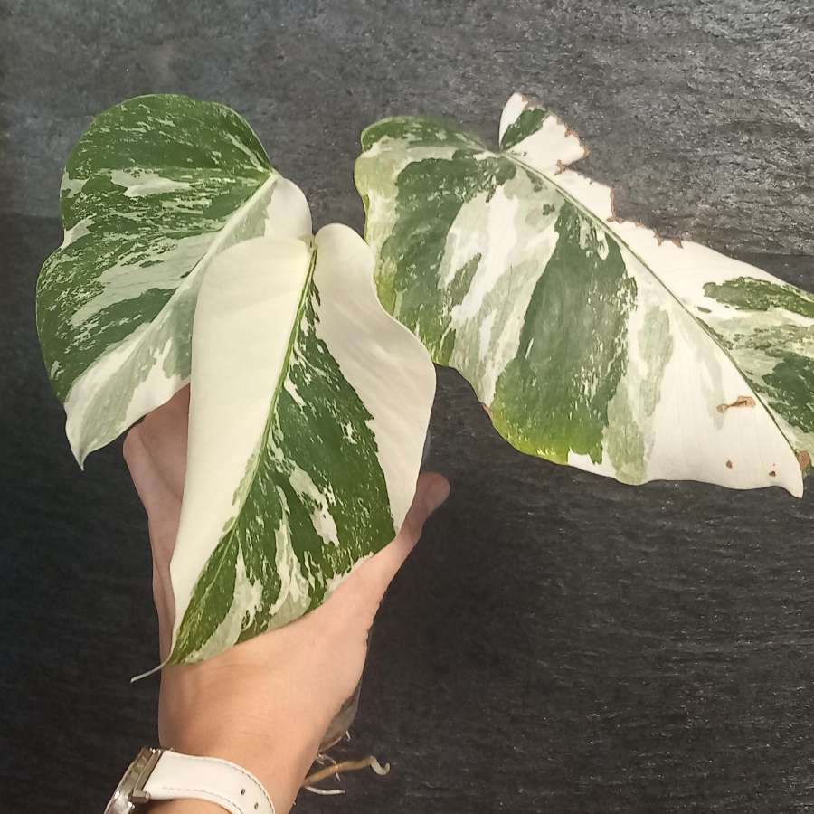 Monstera Variegata