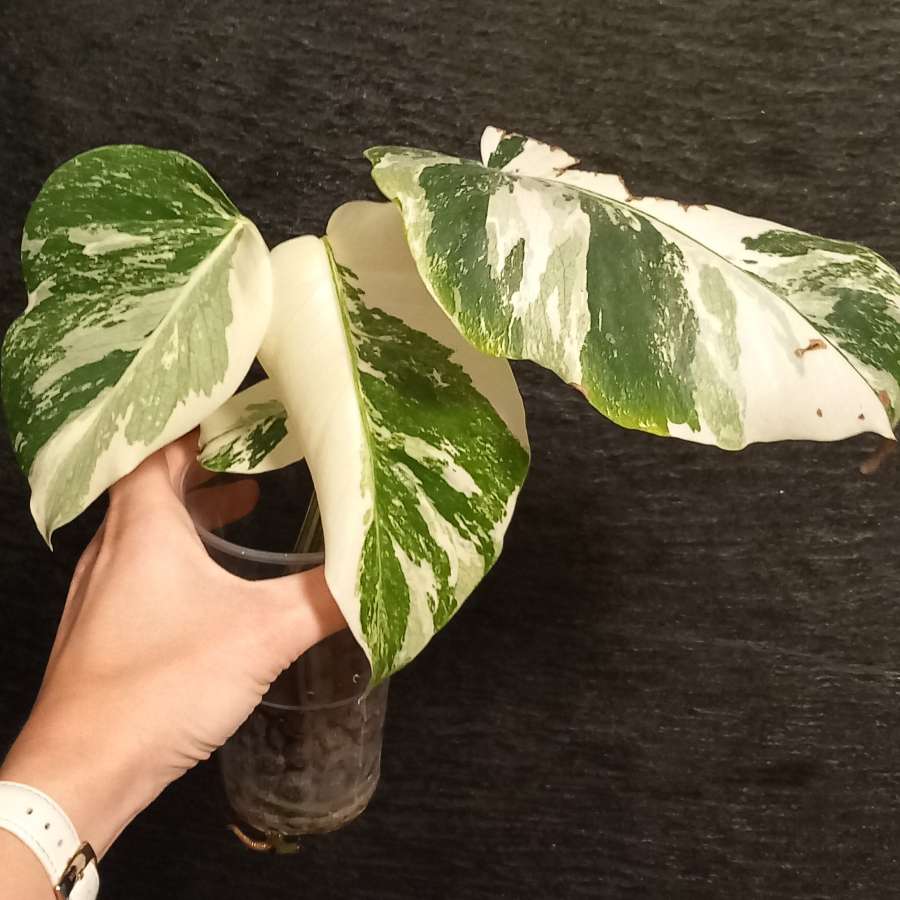 Monstera Variegata