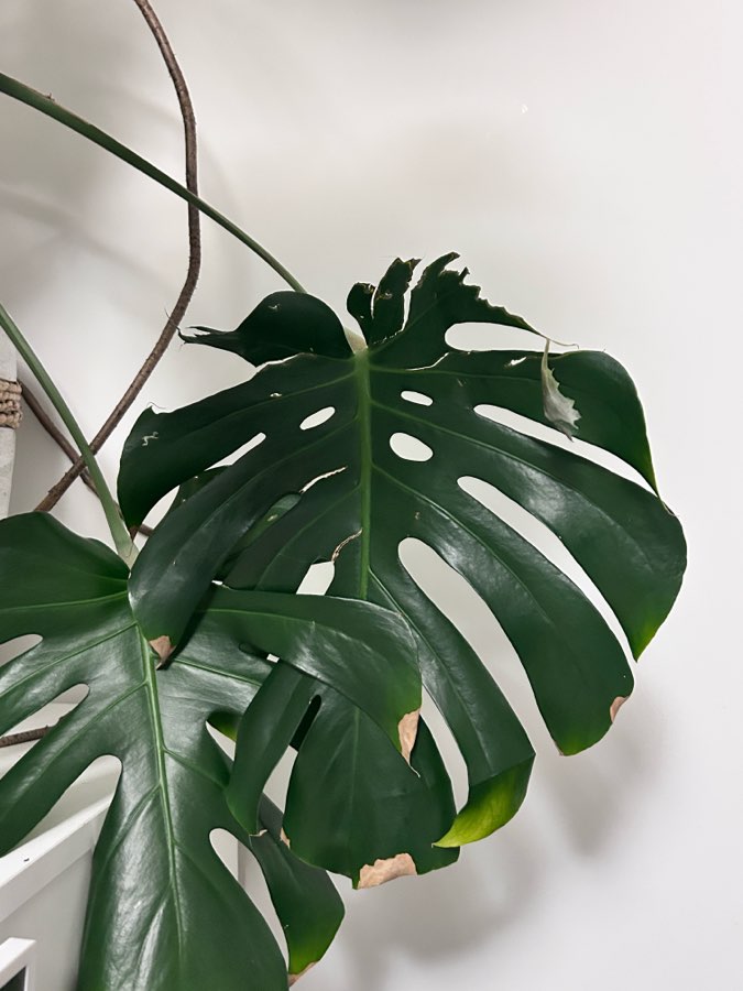 Monstera Deliciosa 3