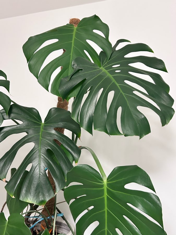 Monstera Deliciosa 2