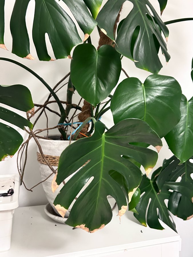 Monstera Deliciosa 5