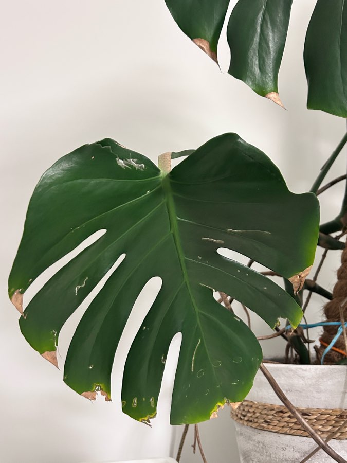 Monstera Deliciosa 4