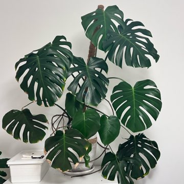 Monstera Deliciosa