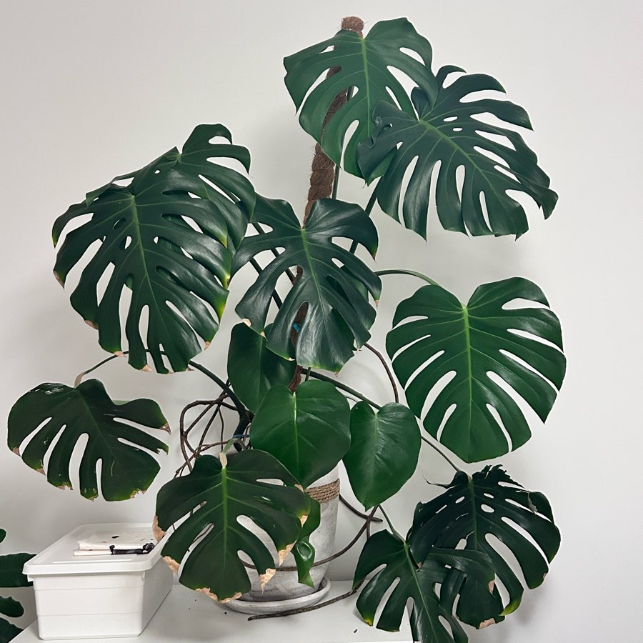 Monstera Deliciosa
