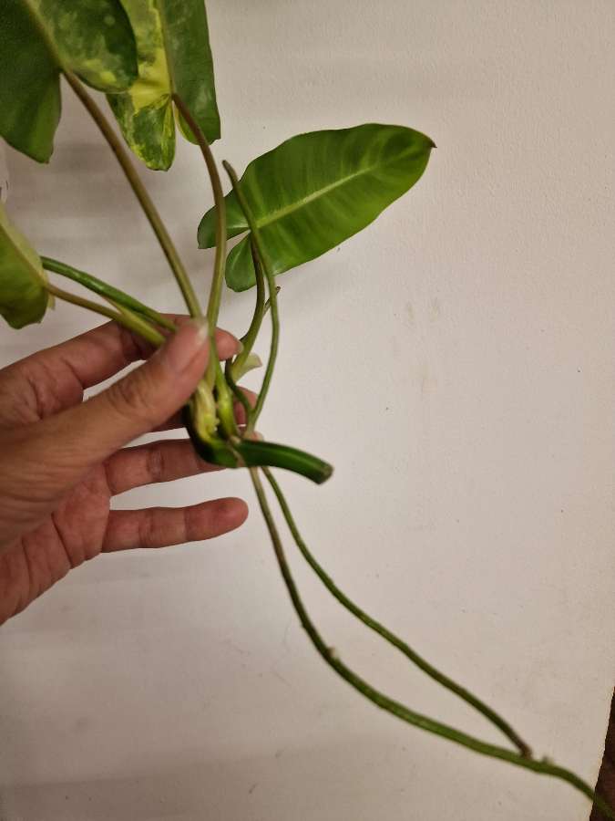 Philodendron burle marx variegata 3