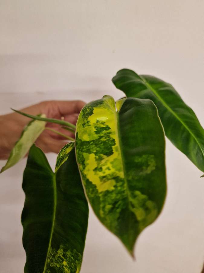 Philodendron burle marx variegata 4