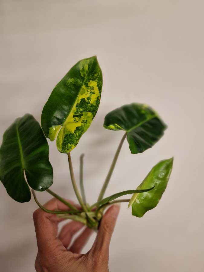 Philodendron burle marx variegata 2