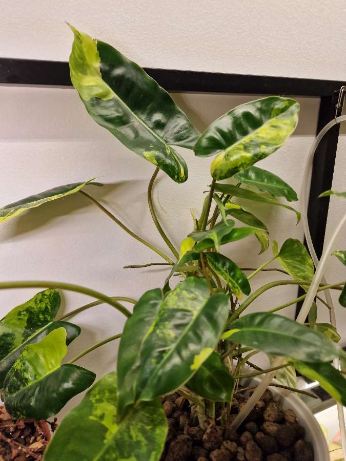 Philodendron burle marx variegata 5