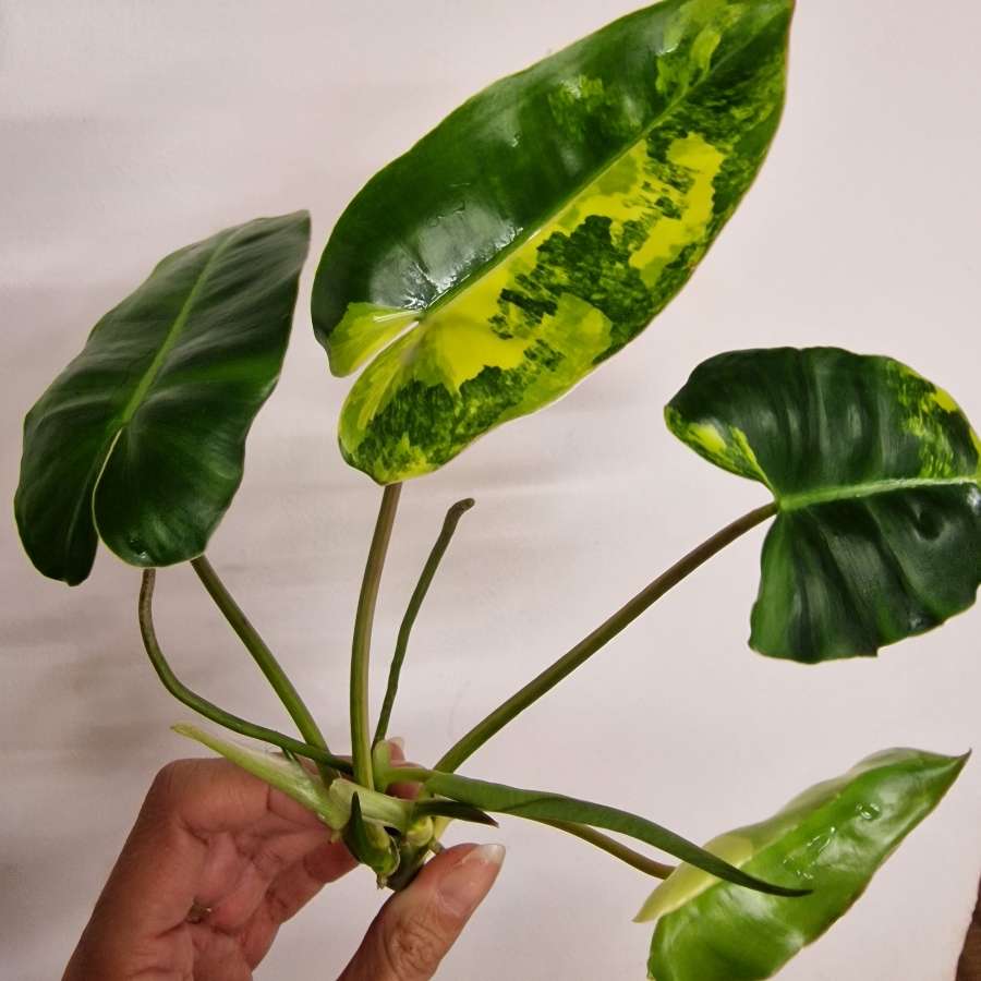 Philodendron burle marx variegata