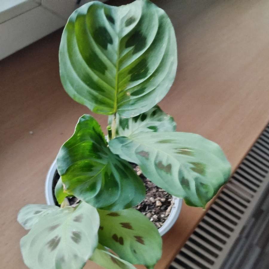 Maranta kerchovena