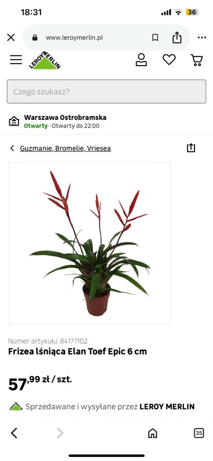 Bromelia 2
