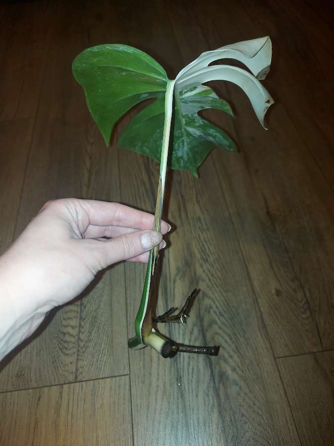 Monstera variegata 3