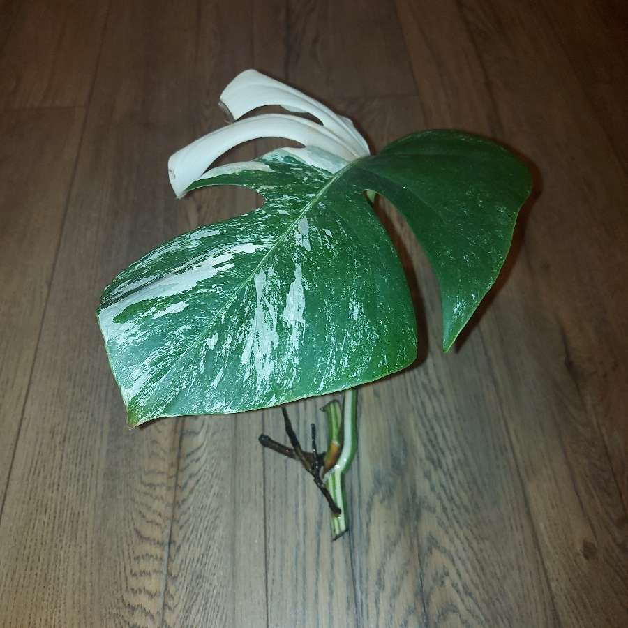 Monstera variegata