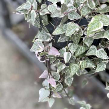 Ceropegie ciekawe odmiany