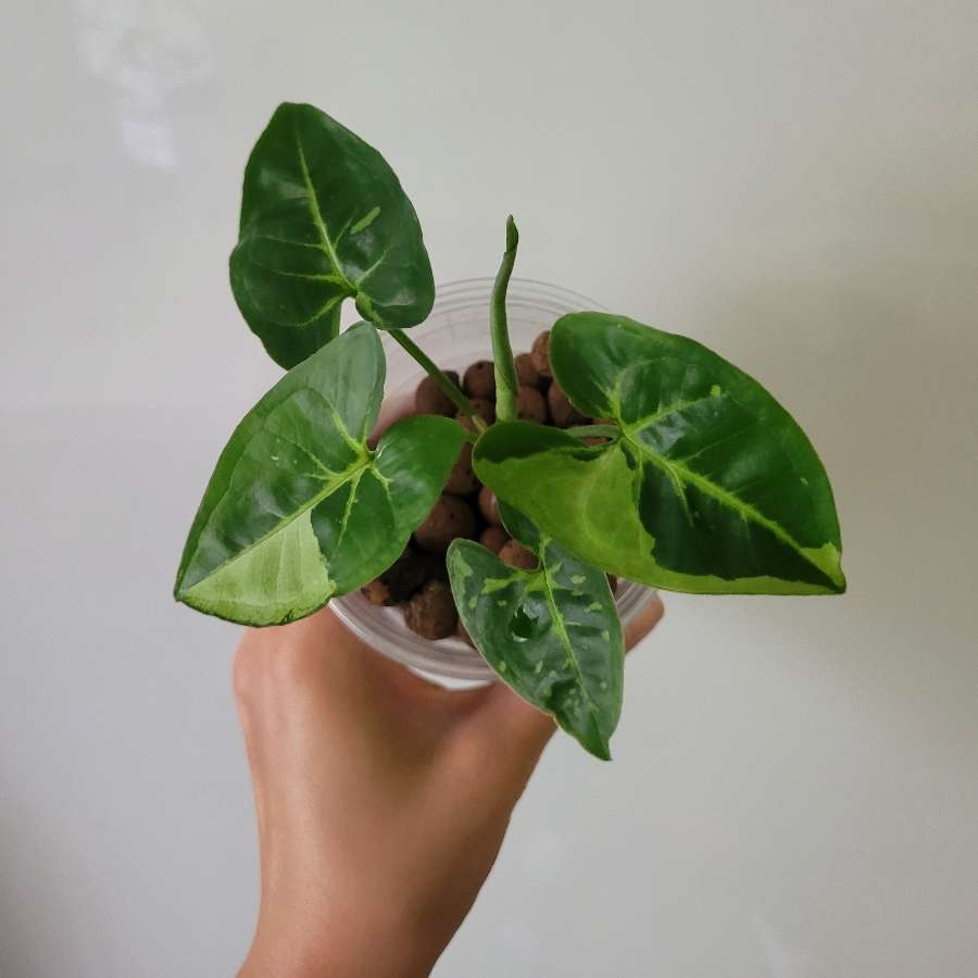 Syngonium panda