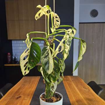 Monstera adansonii variegata