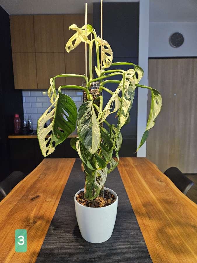 Monstera adansonii variegata 2