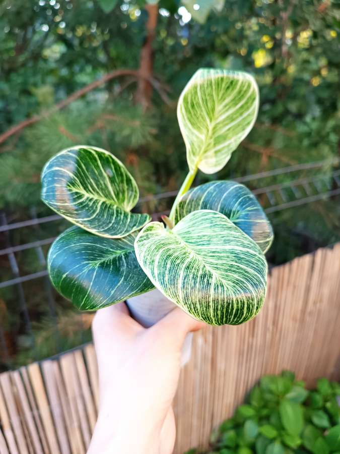 Philodendron Birkin 4