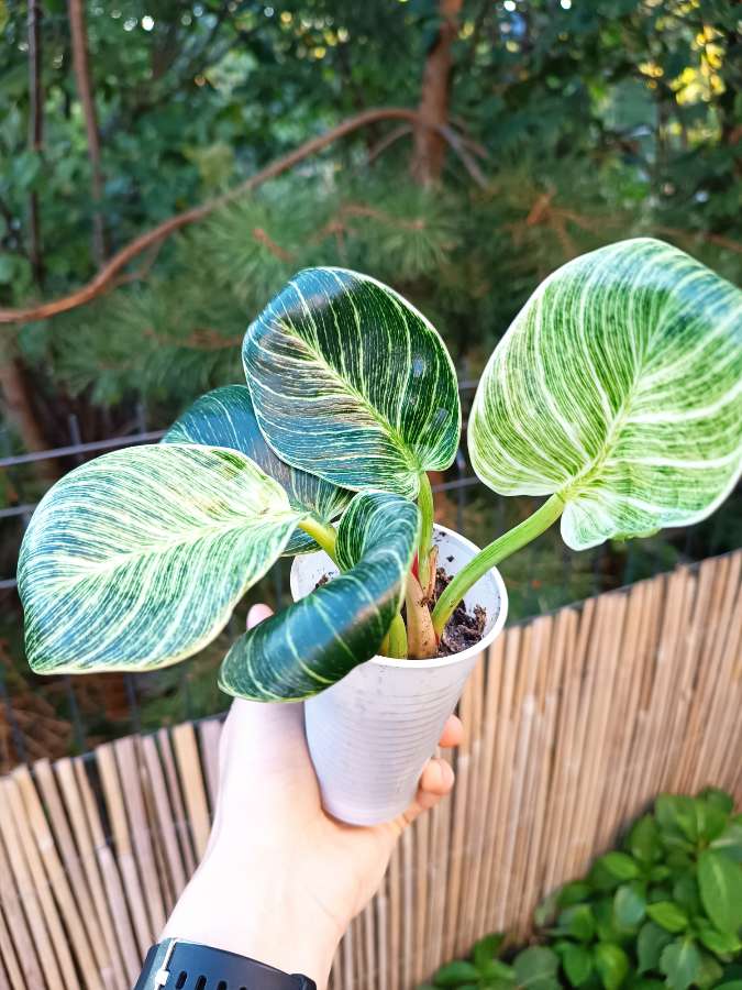 Philodendron Birkin 2