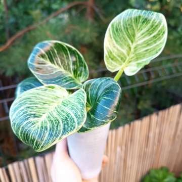 Philodendron Birkin