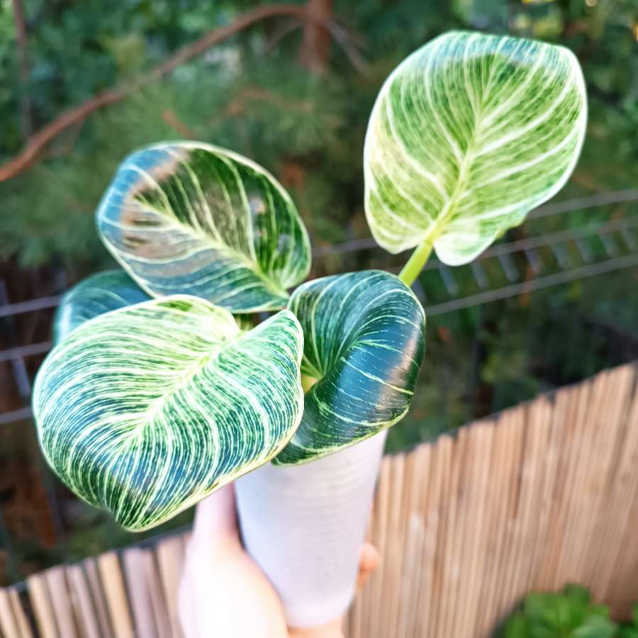 Philodendron Birkin