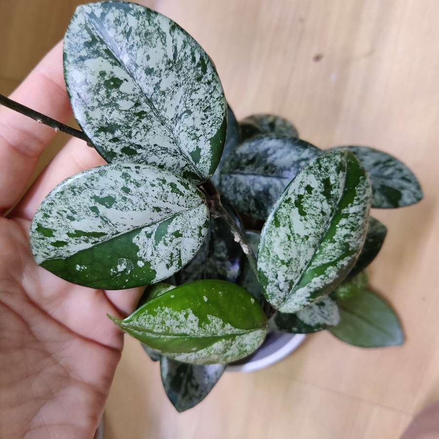 Hoya wilbur graves
