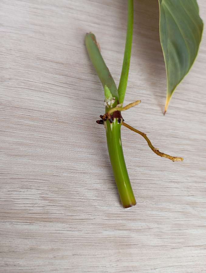 Philodendron Splendid - sadzonka pędowa 2