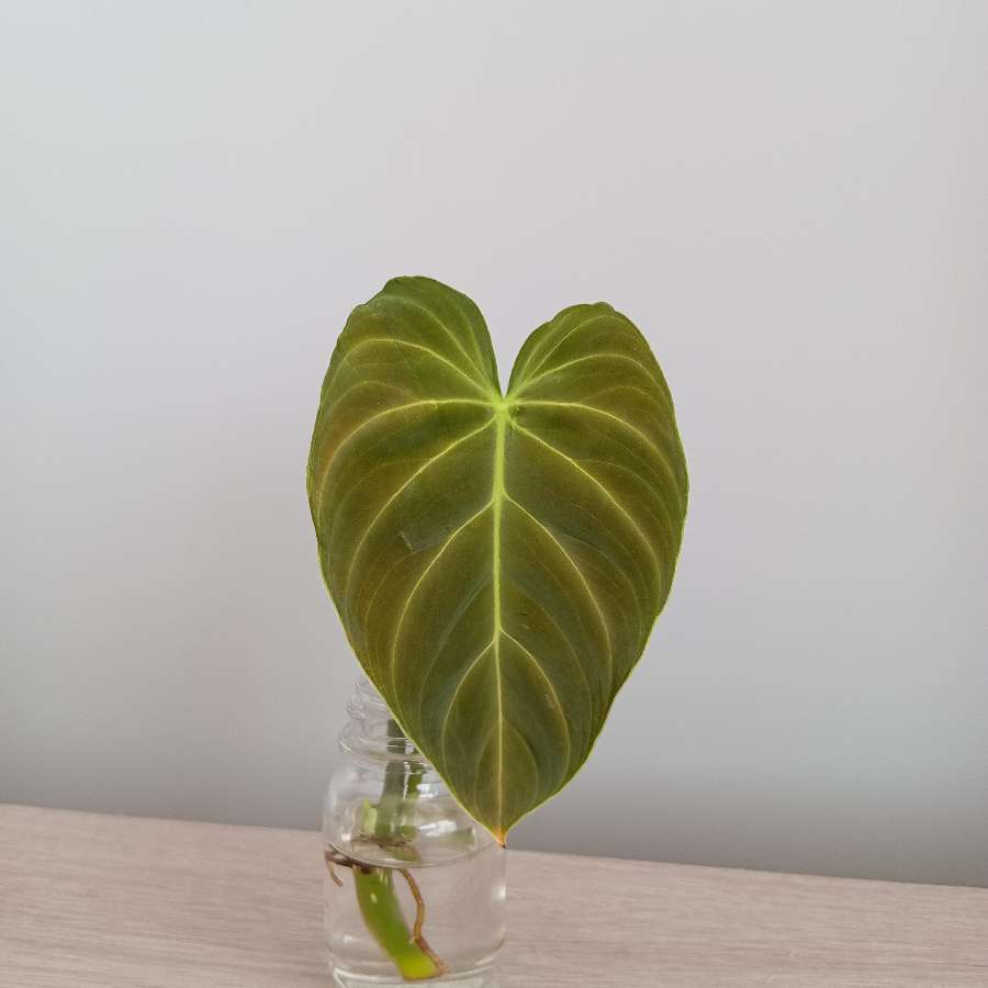Philodendron Splendid - sadzonka pędowa
