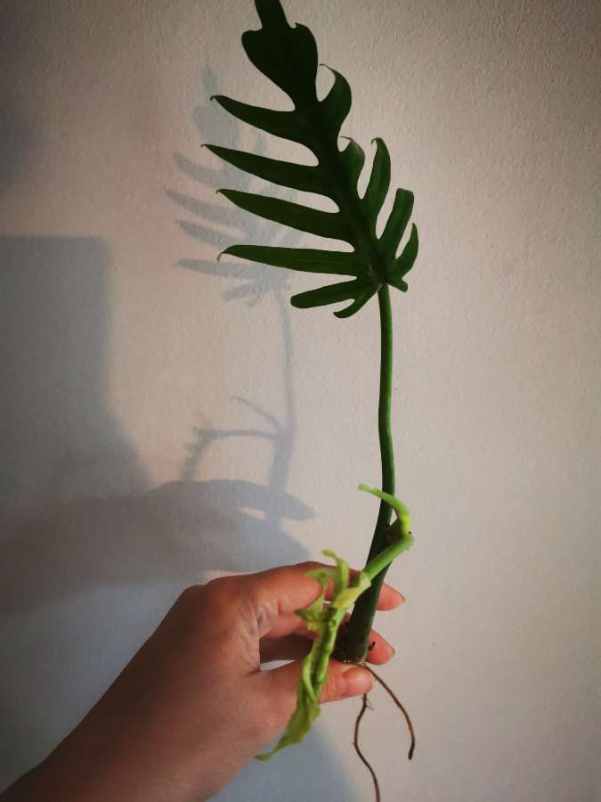Philodendron Elegans 2