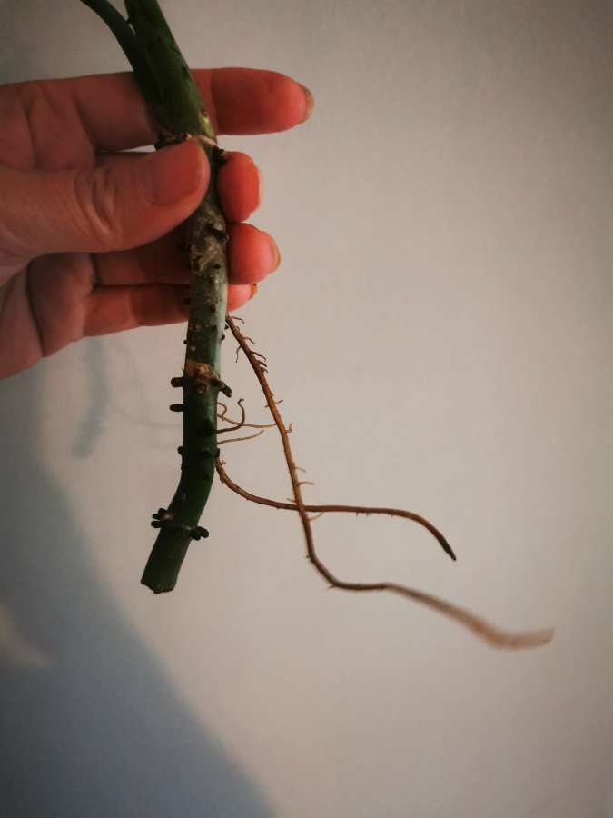 Philodendron Elegans 3