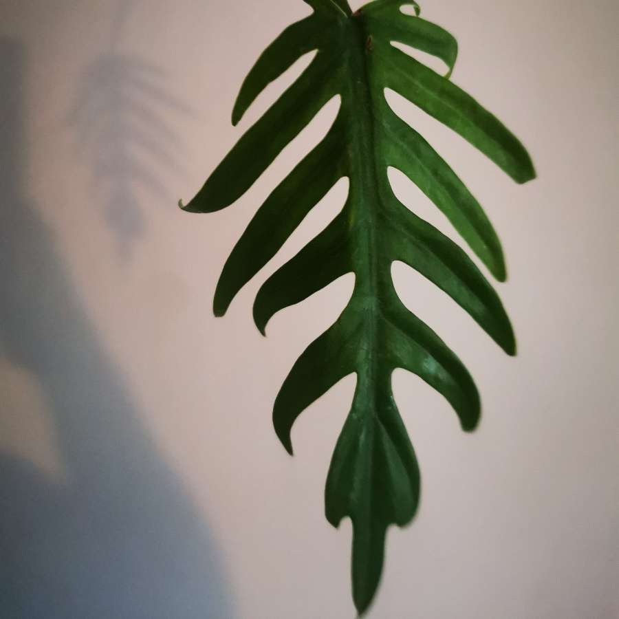 Philodendron Elegans