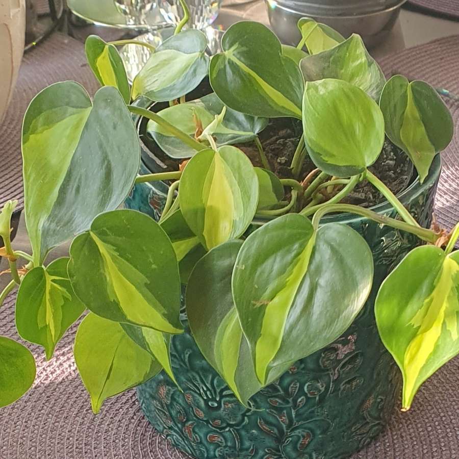 Philodendron brasil