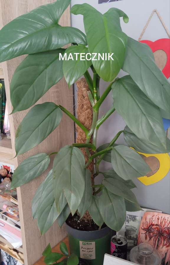 Philodendron Silver Queen 2