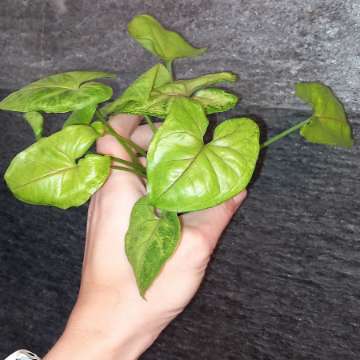 Syngonium Matcha Sprinkle