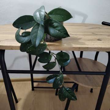 Hoya carnosa