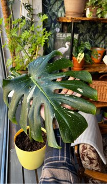 Thai Constellation 🤍